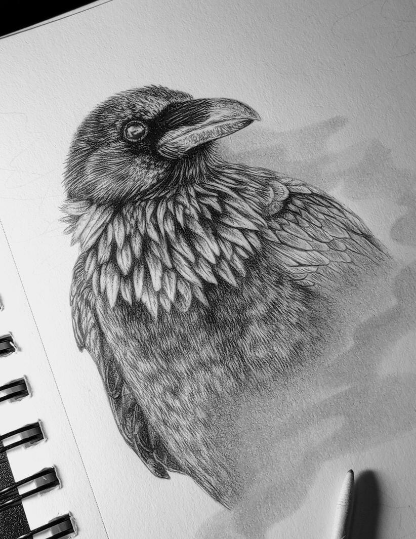 Drawing of a raven