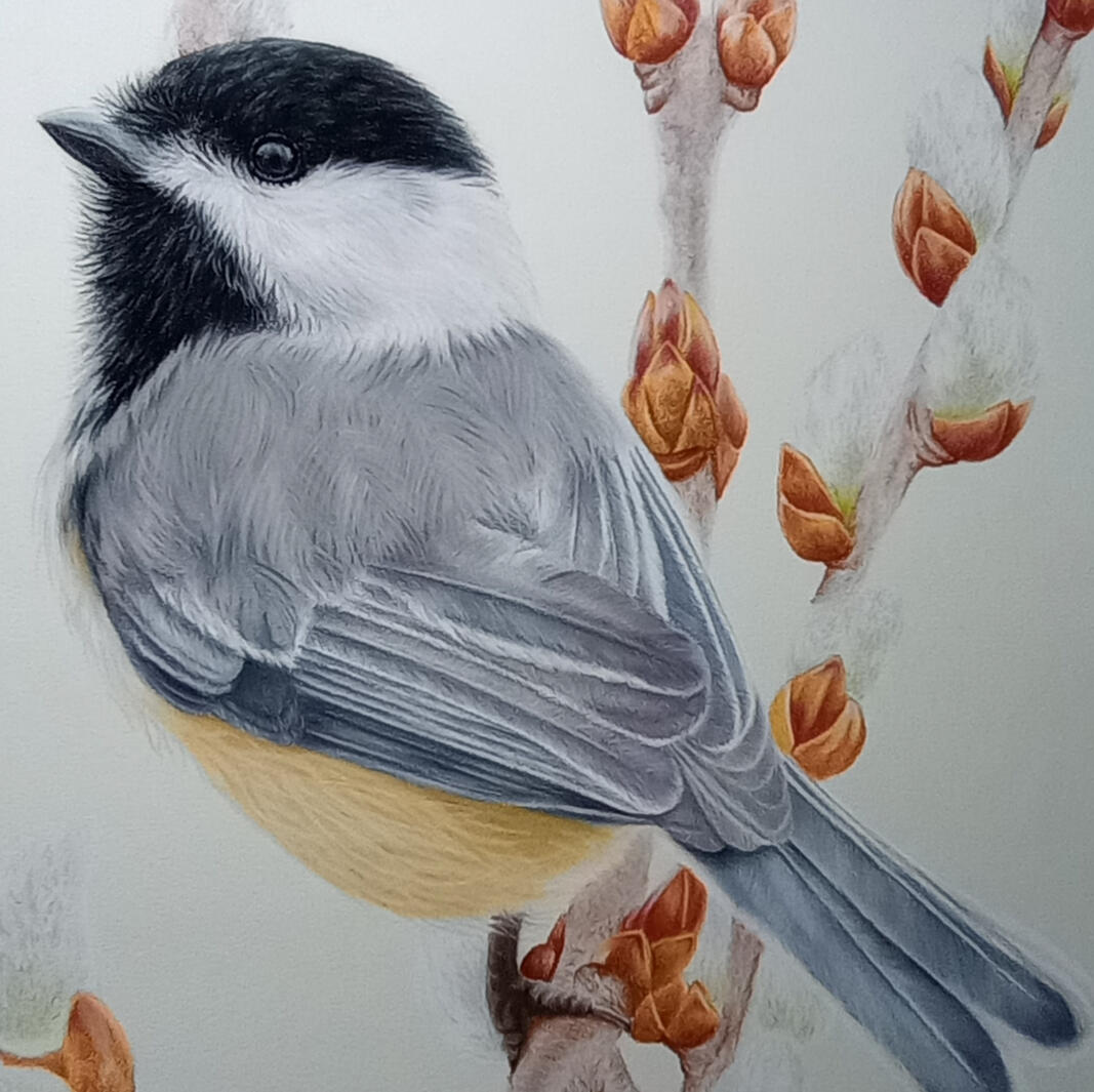 Chickadee Spring