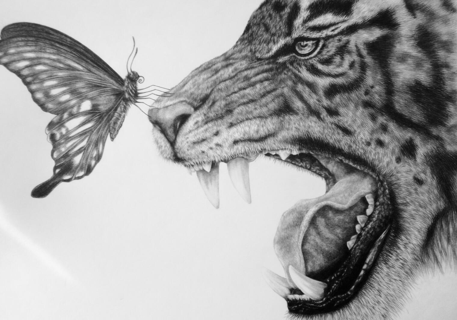 Delicate Drawing of a tiger and butterfly