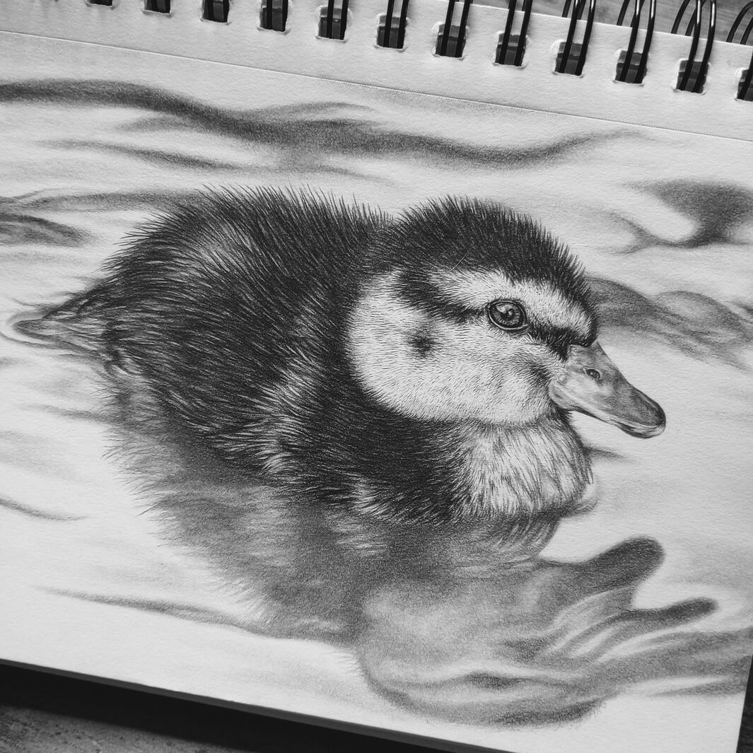 Drawing of a duckling