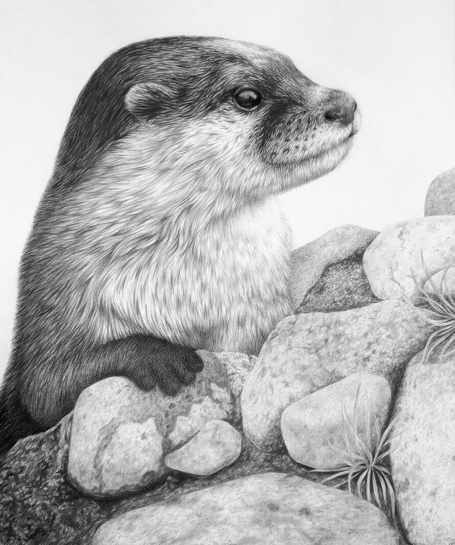 Riverbed Otter Otter on rocks